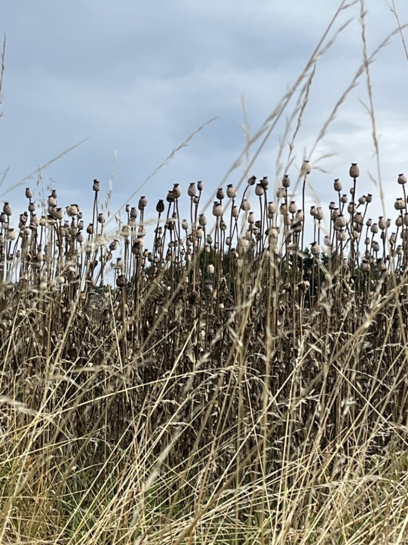 Fotografie IMG_3908.jpeg v galerii Sušice 2025