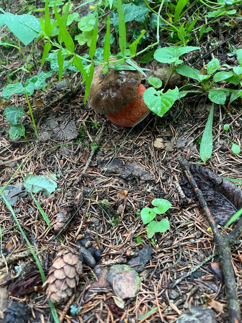 Fotografie IMG_3939.jpeg v galerii Sušice 2025