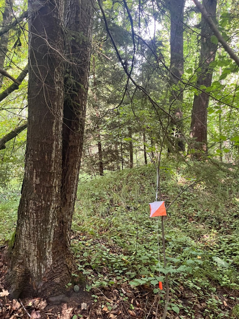 Fotografie IMG_3947.jpeg v galerii Sušice 2025