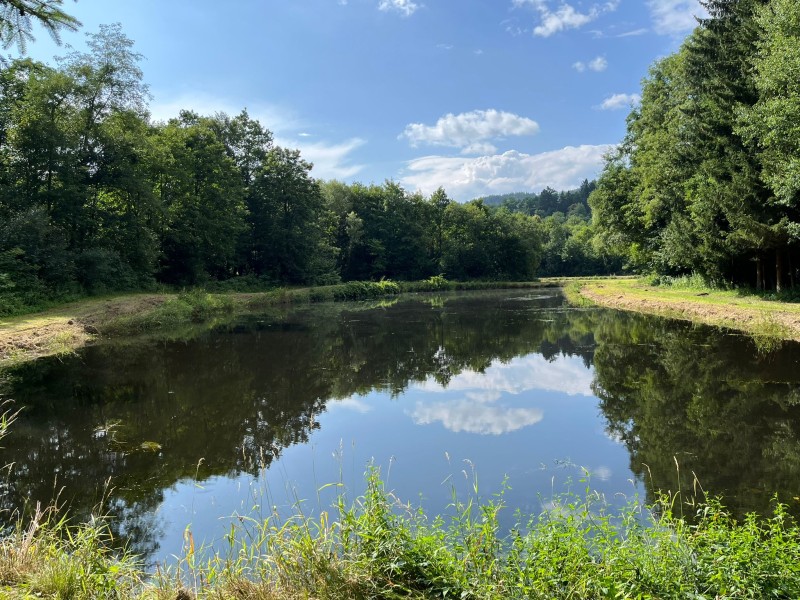 Fotografie IMG_3948.jpeg v galerii Sušice 2025