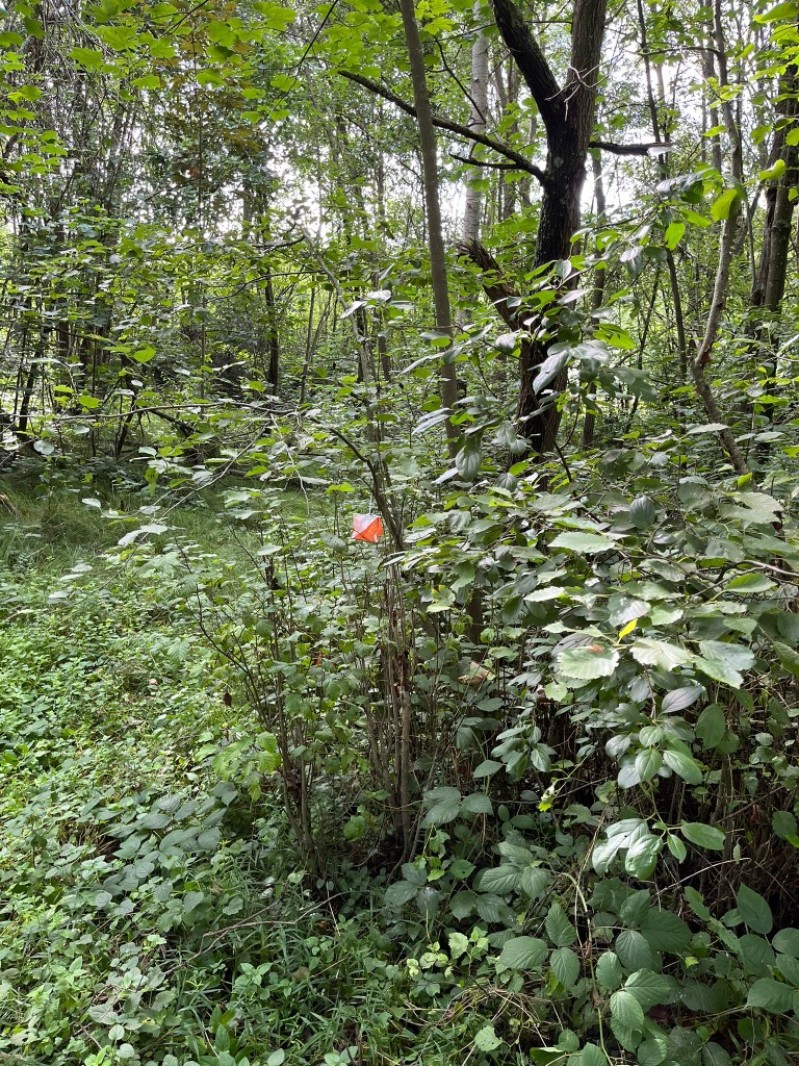 Fotografie IMG_3951.jpeg v galerii Sušice 2025