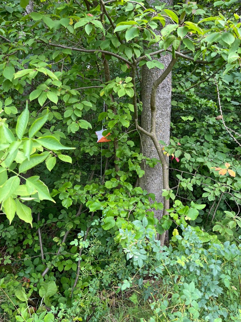 Fotografie IMG_3952.jpeg v galerii Sušice 2025