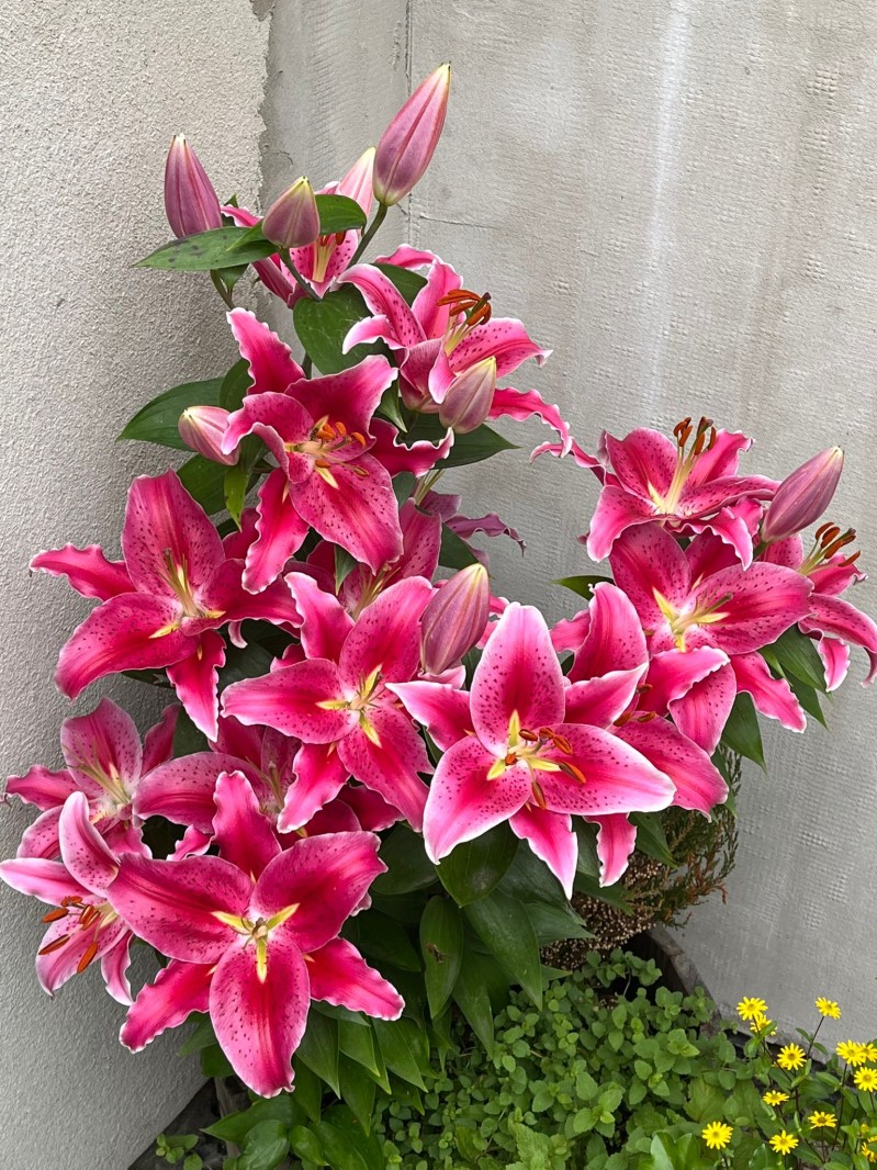 Fotografie IMG_3999.jpeg v galerii Sušice 2025