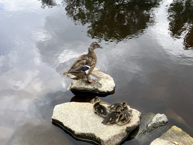 Fotografie IMG_7660.jpeg v galerii Sušice 2025