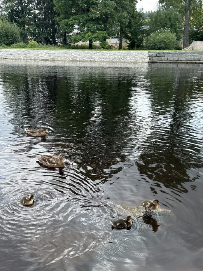 Fotografie IMG_9911.jpeg v galerii Sušice 2025